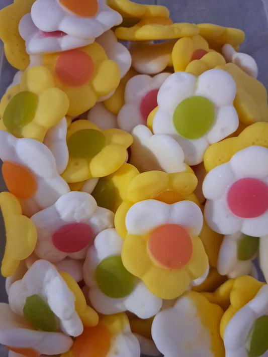 Marguerites DAISIES lisses